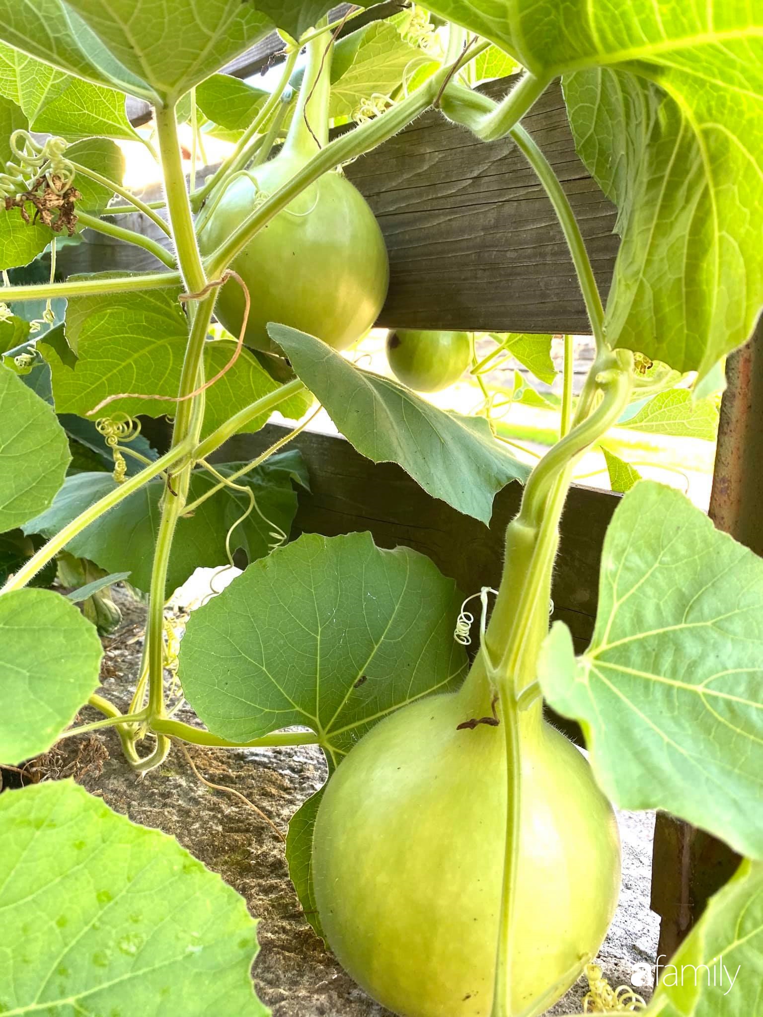 Khu vườn 200m² quanh năm xanh tươi với đủ loại rau quả sạch của mẹ Việt có thâm niên 7 năm làm vườn-20