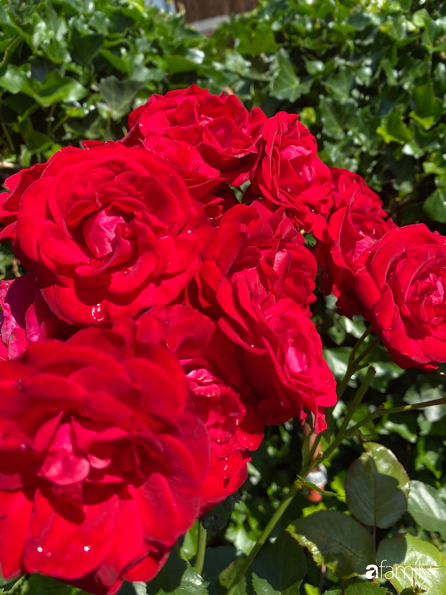 Khu vườn 200m² quanh năm xanh tươi với đủ loại rau quả sạch của mẹ Việt có thâm niên 7 năm làm vườn-21