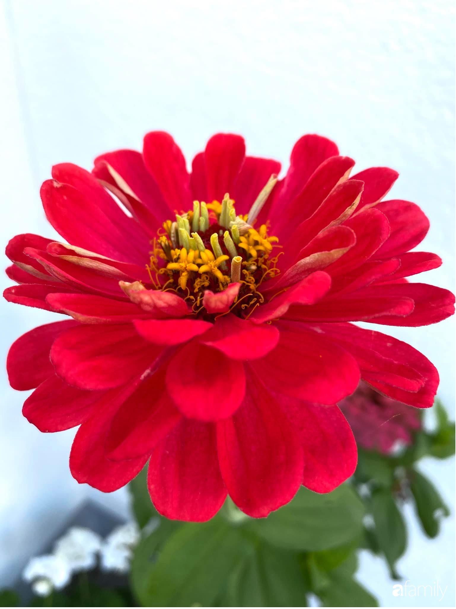 Khu vườn 200m² quanh năm xanh tươi với đủ loại rau quả sạch của mẹ Việt có thâm niên 7 năm làm vườn-22