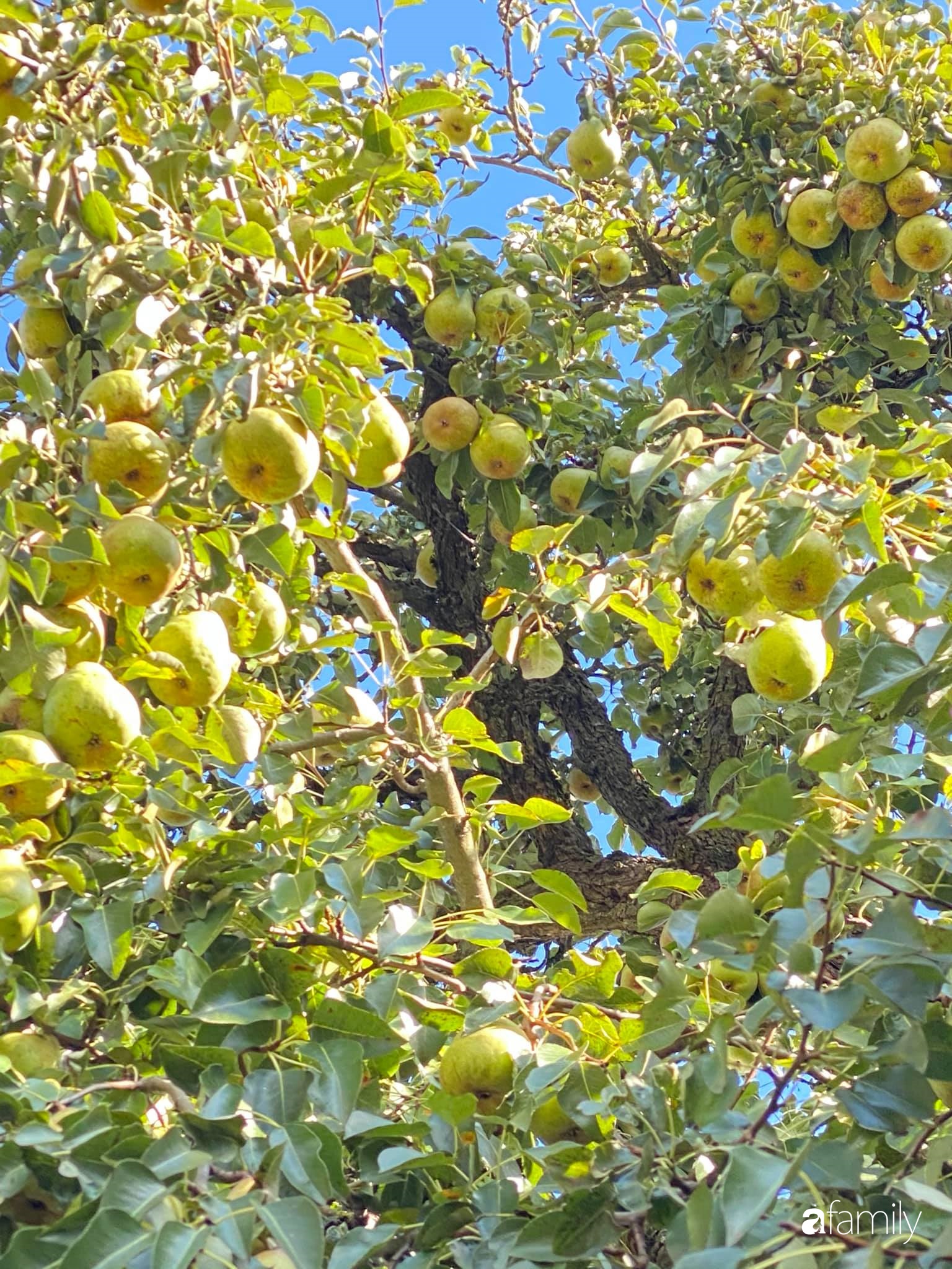 Khu vườn 200m² quanh năm xanh tươi với đủ loại rau quả sạch của mẹ Việt có thâm niên 7 năm làm vườn-15