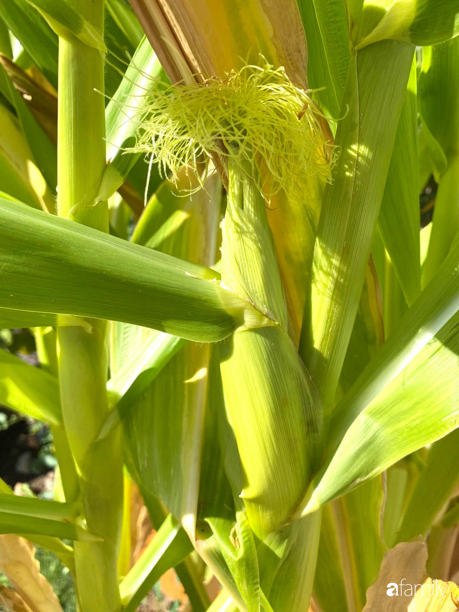 Khu vườn 200m² quanh năm xanh tươi với đủ loại rau quả sạch của mẹ Việt có thâm niên 7 năm làm vườn-18