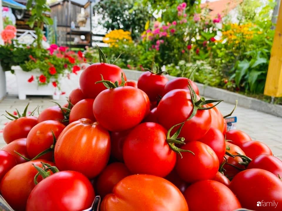 Khu vườn 200m² quanh năm xanh tươi với đủ loại rau quả sạch của mẹ Việt có thâm niên 7 năm làm vườn-23