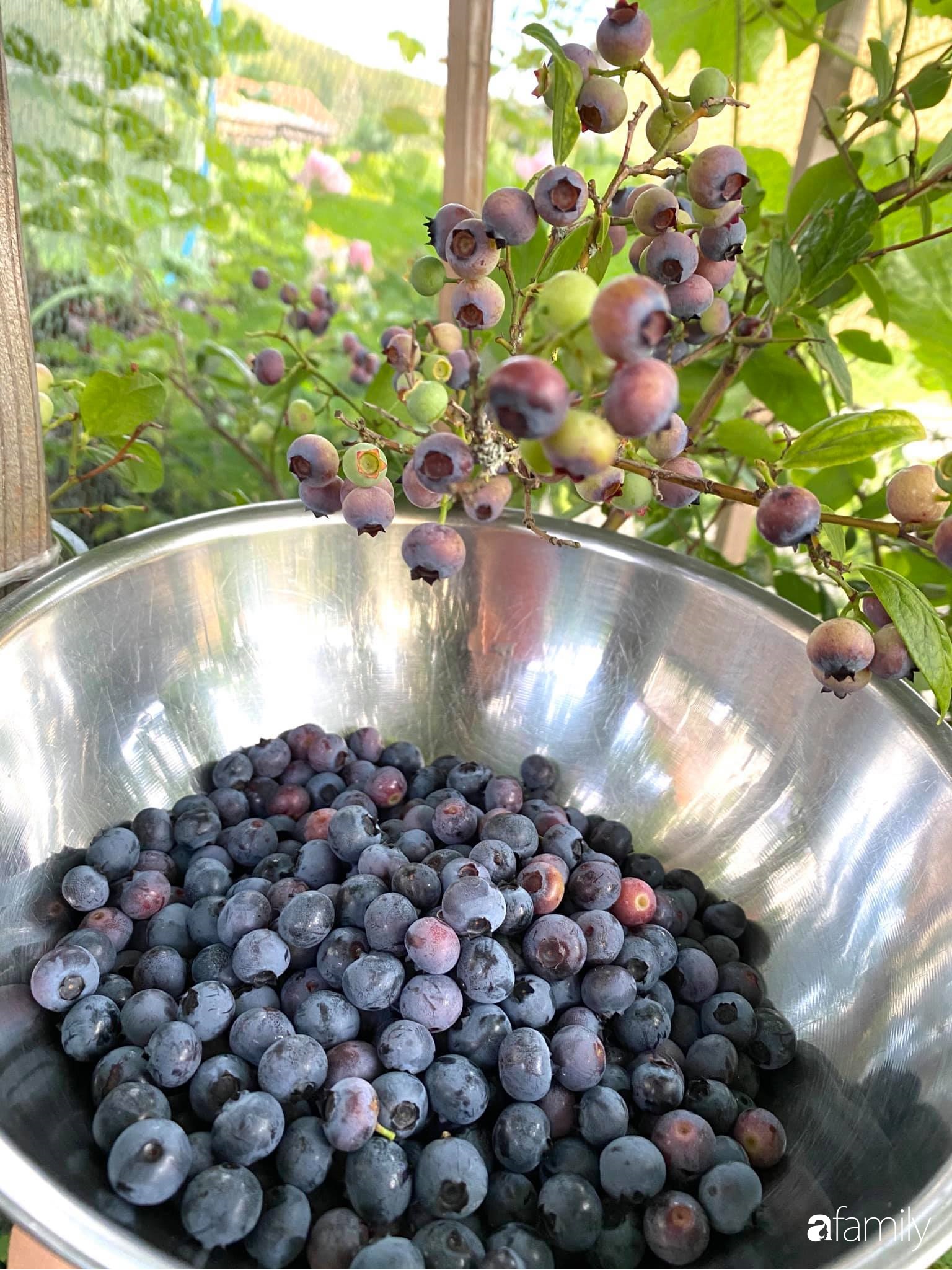 Khu vườn 200m² quanh năm xanh tươi với đủ loại rau quả sạch của mẹ Việt có thâm niên 7 năm làm vườn-14