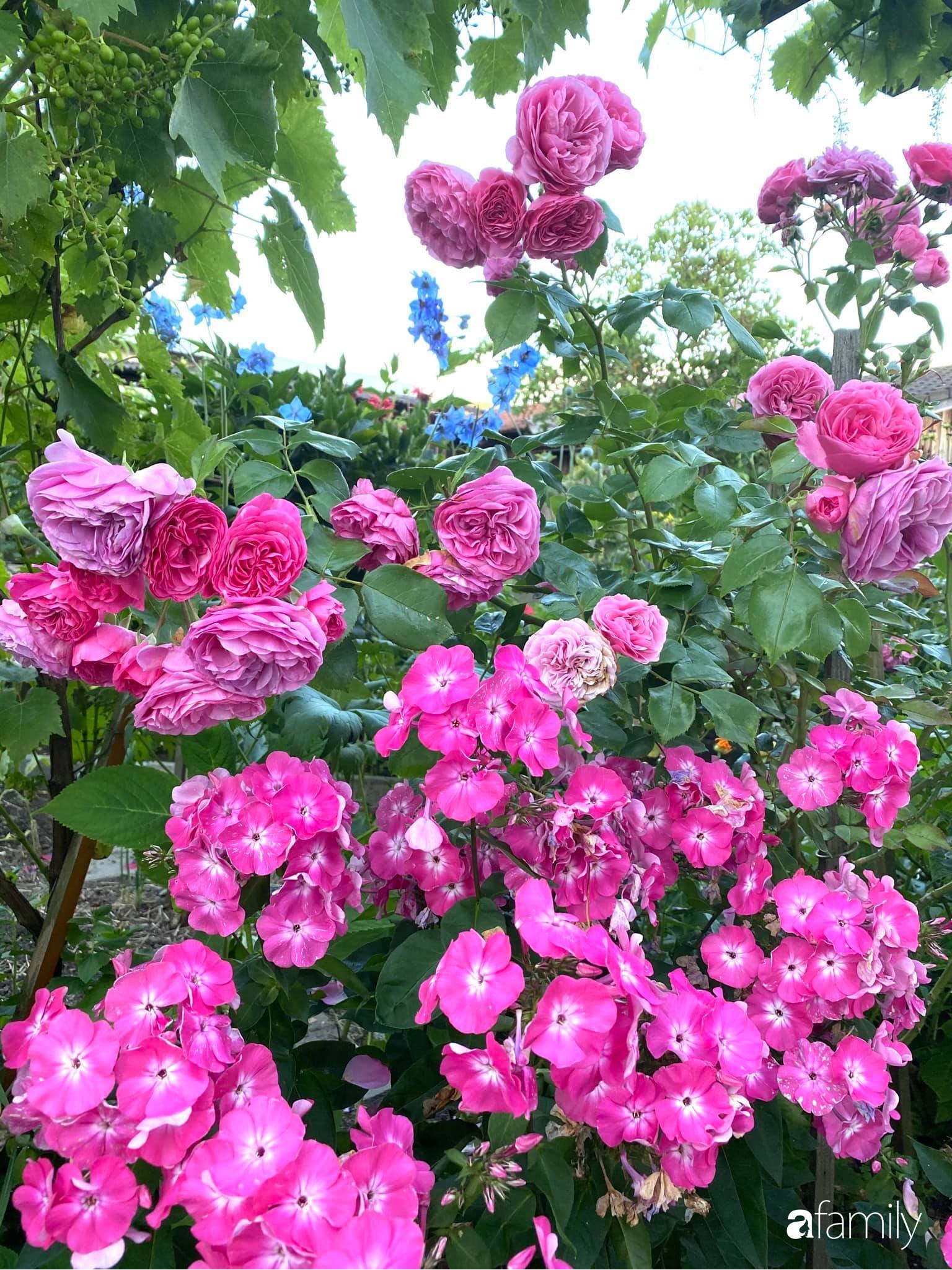 Khu vườn 200m² quanh năm xanh tươi với đủ loại rau quả sạch của mẹ Việt có thâm niên 7 năm làm vườn-30