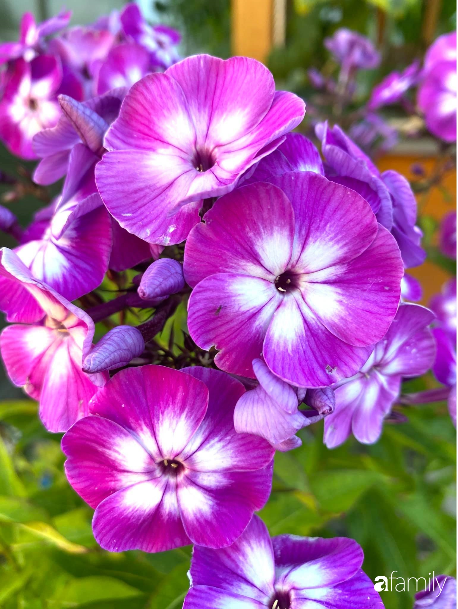 Khu vườn 200m² quanh năm xanh tươi với đủ loại rau quả sạch của mẹ Việt có thâm niên 7 năm làm vườn-36