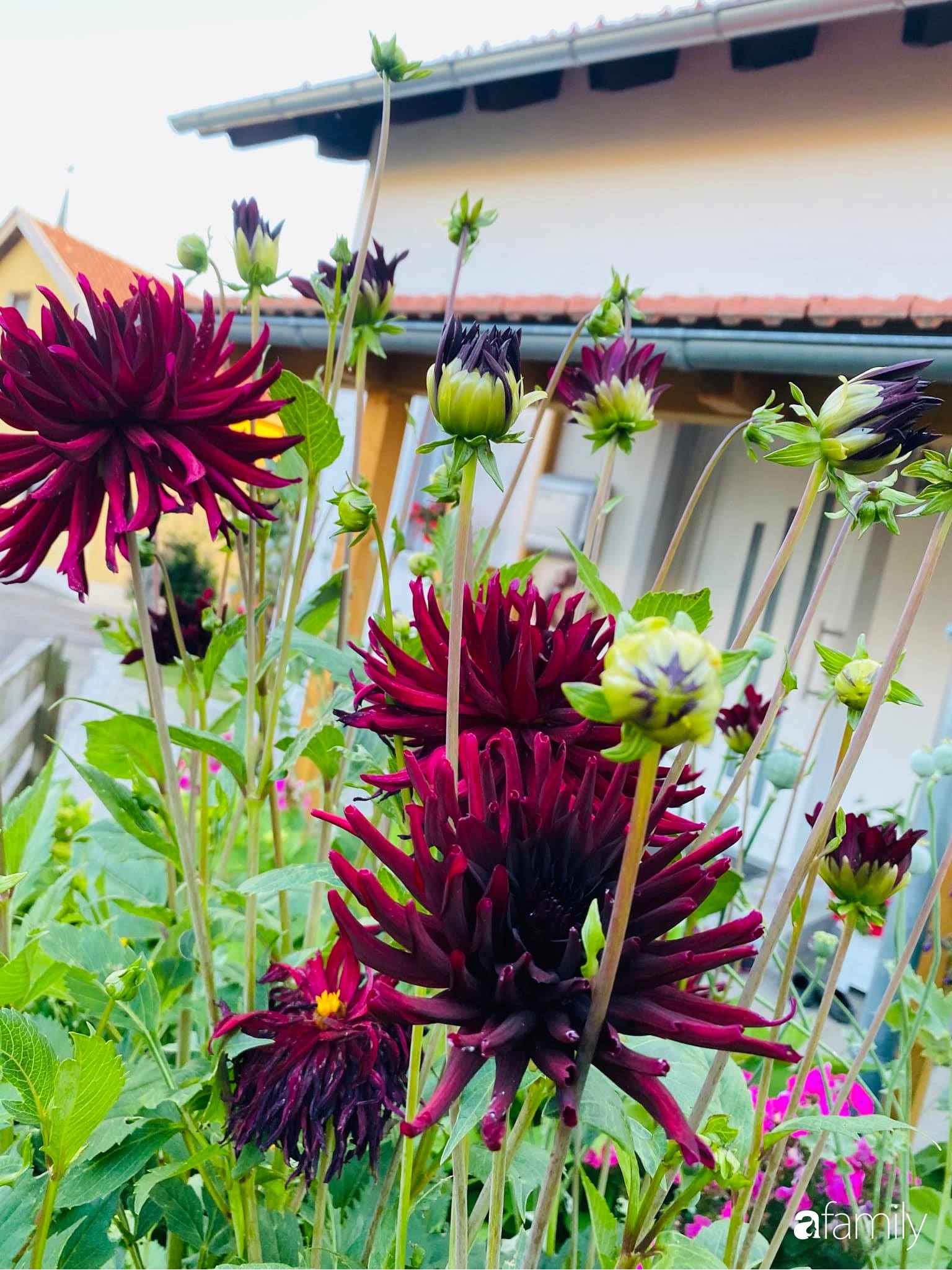 Khu vườn 200m² quanh năm xanh tươi với đủ loại rau quả sạch của mẹ Việt có thâm niên 7 năm làm vườn-38