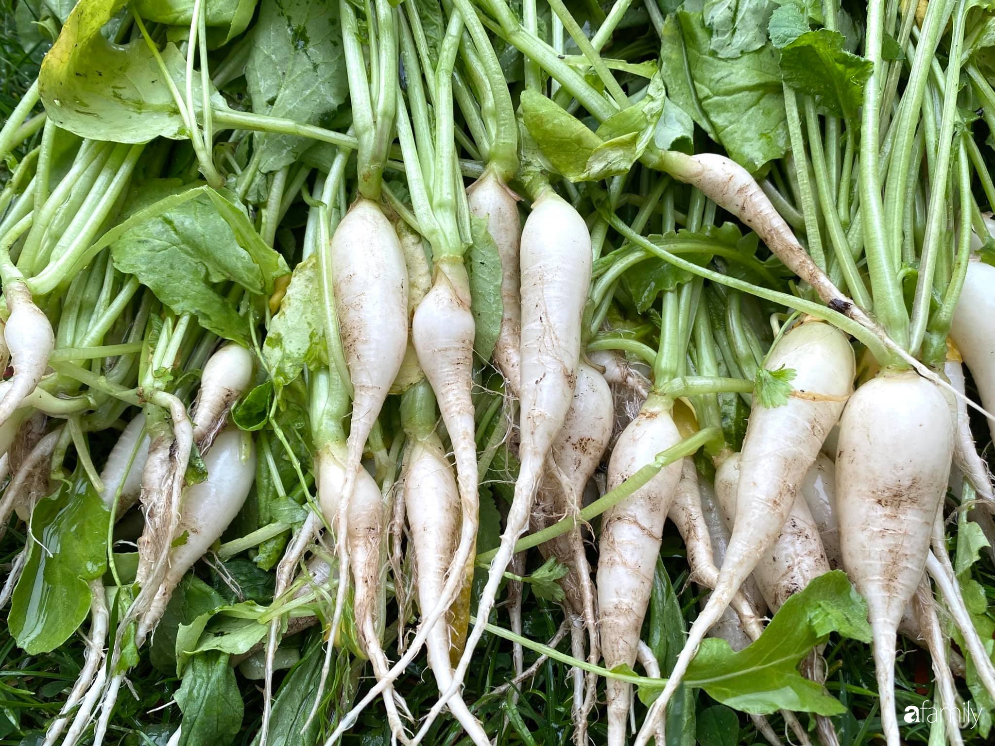 Khu vườn 200m² quanh năm xanh tươi với đủ loại rau quả sạch của mẹ Việt có thâm niên 7 năm làm vườn-29