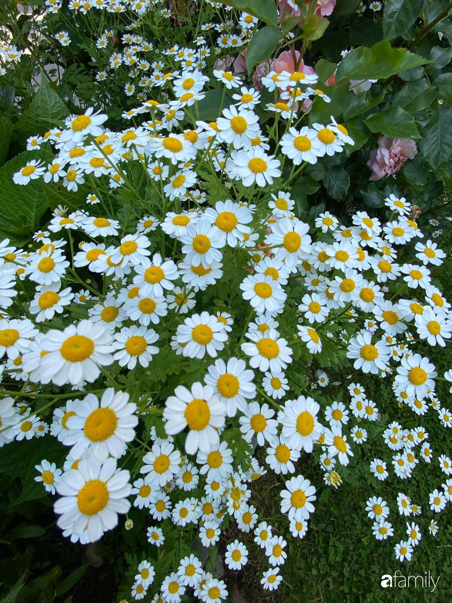 Khu vườn 200m² quanh năm xanh tươi với đủ loại rau quả sạch của mẹ Việt có thâm niên 7 năm làm vườn-32