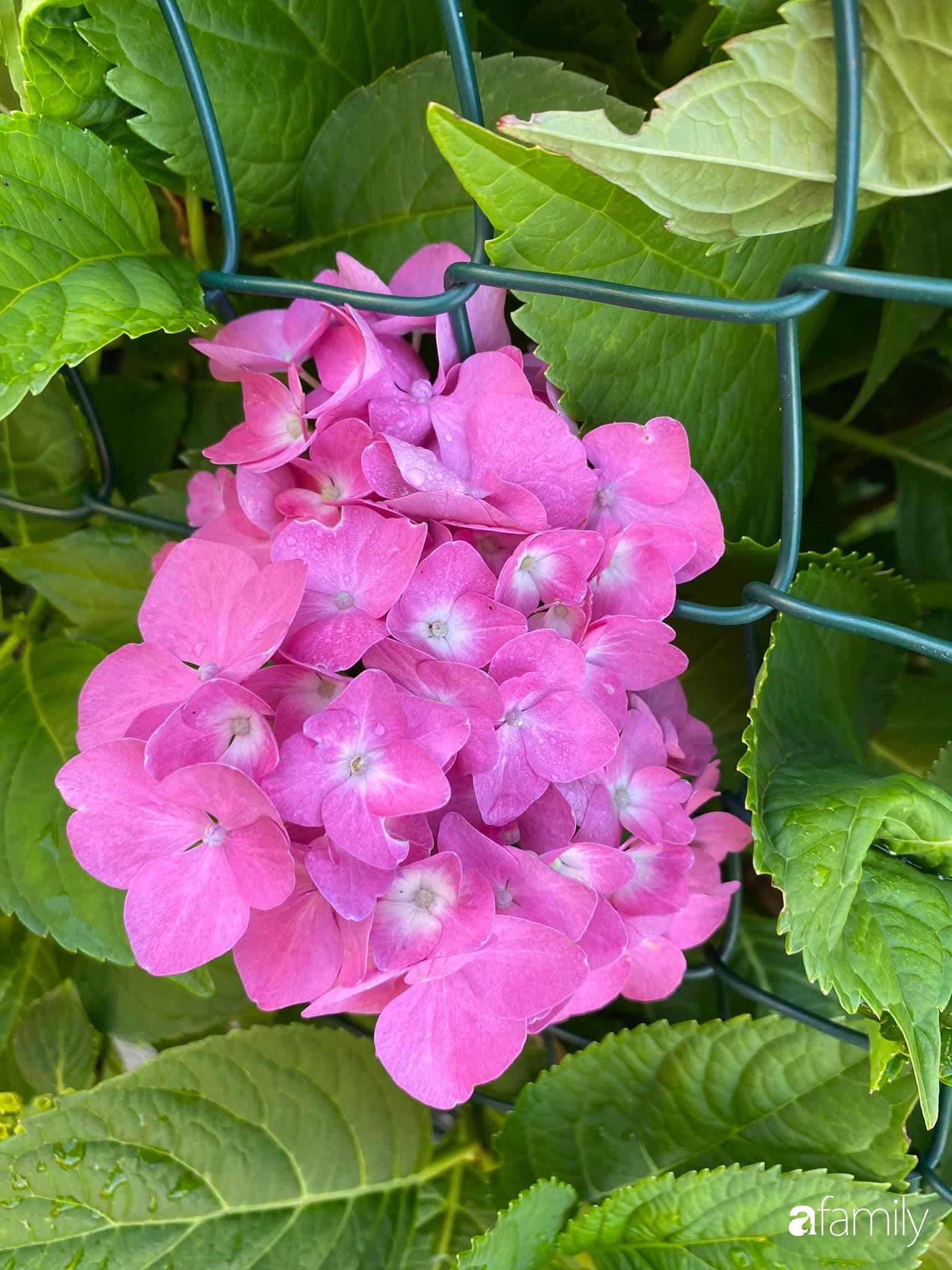 Khu vườn 200m² quanh năm xanh tươi với đủ loại rau quả sạch của mẹ Việt có thâm niên 7 năm làm vườn-34