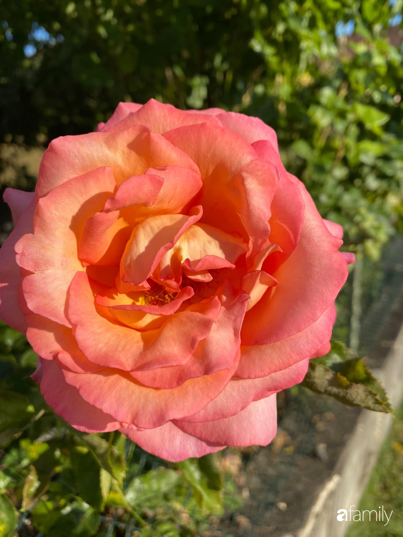 Khu vườn 200m² quanh năm xanh tươi với đủ loại rau quả sạch của mẹ Việt có thâm niên 7 năm làm vườn-33