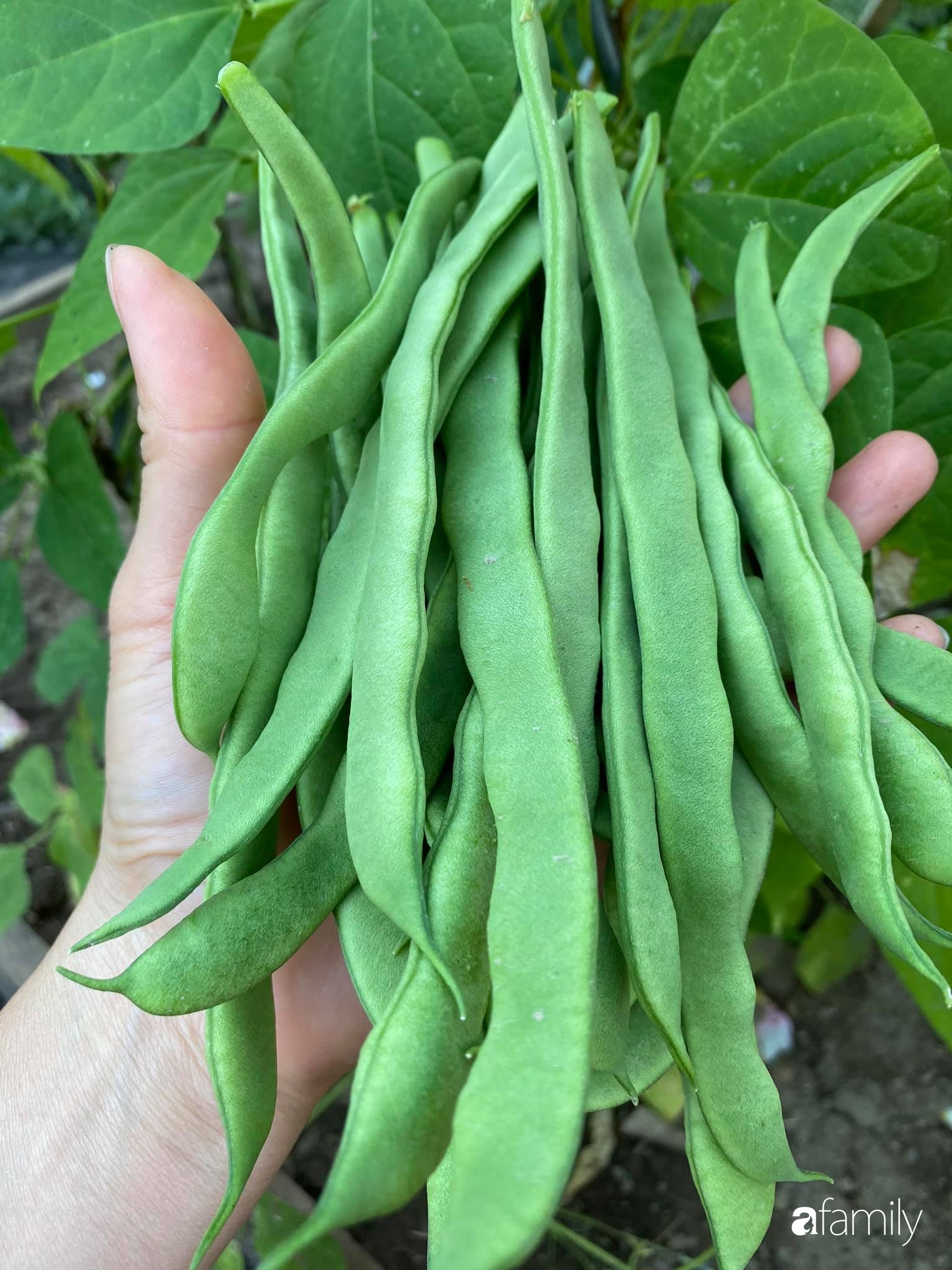 Khu vườn 200m² quanh năm xanh tươi với đủ loại rau quả sạch của mẹ Việt có thâm niên 7 năm làm vườn-35