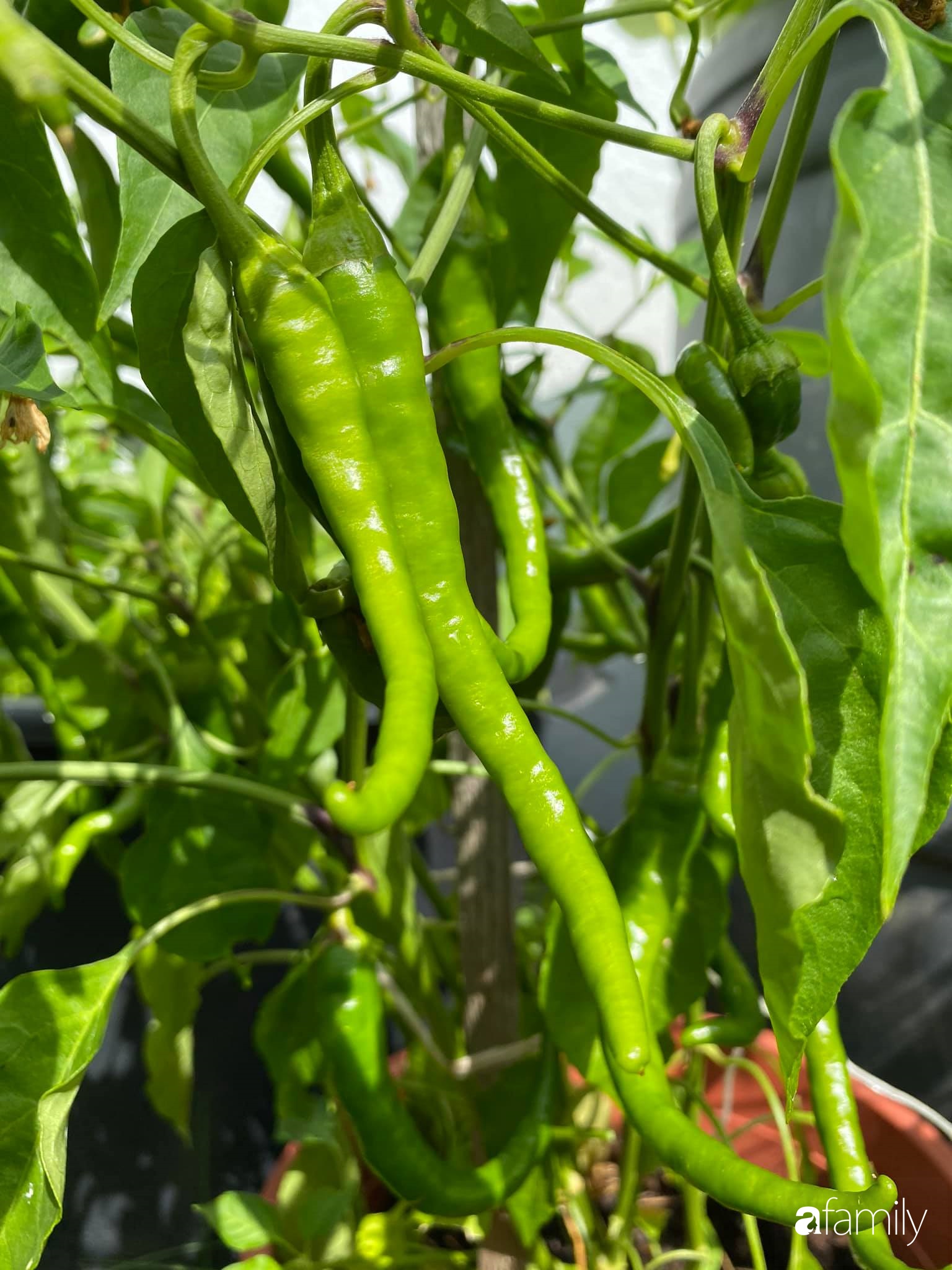 Khu vườn 200m² quanh năm xanh tươi với đủ loại rau quả sạch của mẹ Việt có thâm niên 7 năm làm vườn-31