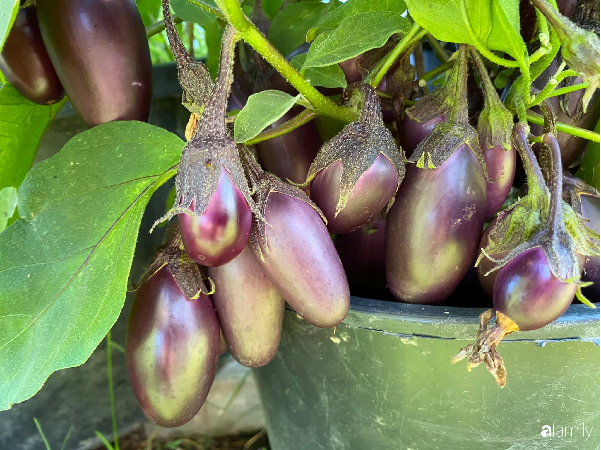 Khu vườn 200m² quanh năm xanh tươi với đủ loại rau quả sạch của mẹ Việt có thâm niên 7 năm làm vườn-27