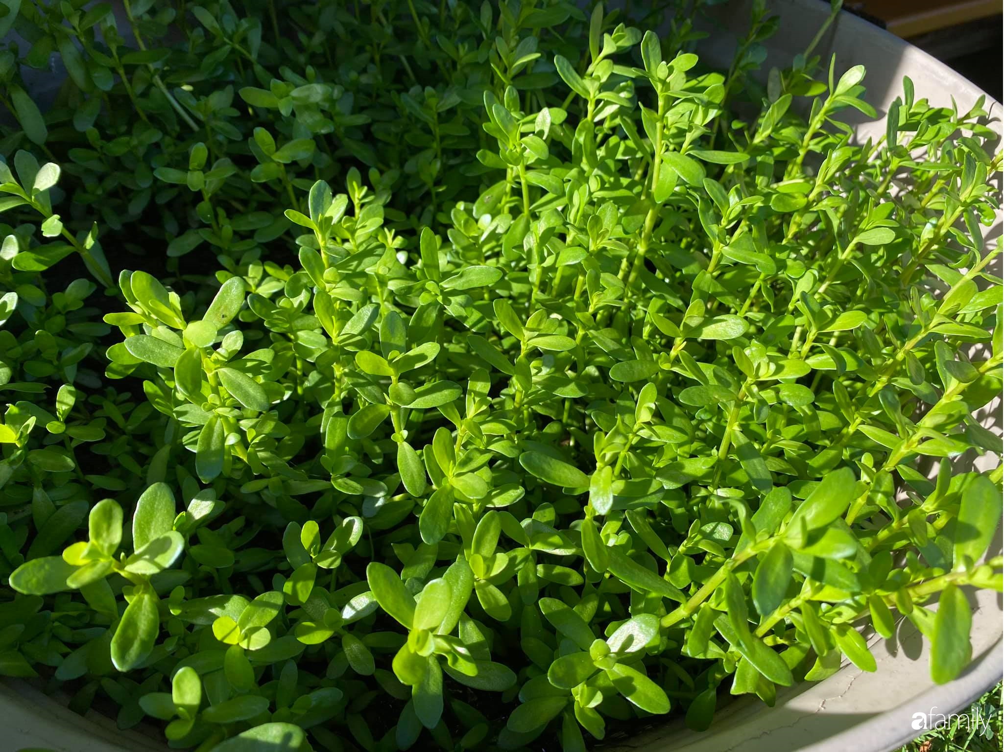 Khu vườn 200m² quanh năm xanh tươi với đủ loại rau quả sạch của mẹ Việt có thâm niên 7 năm làm vườn-26