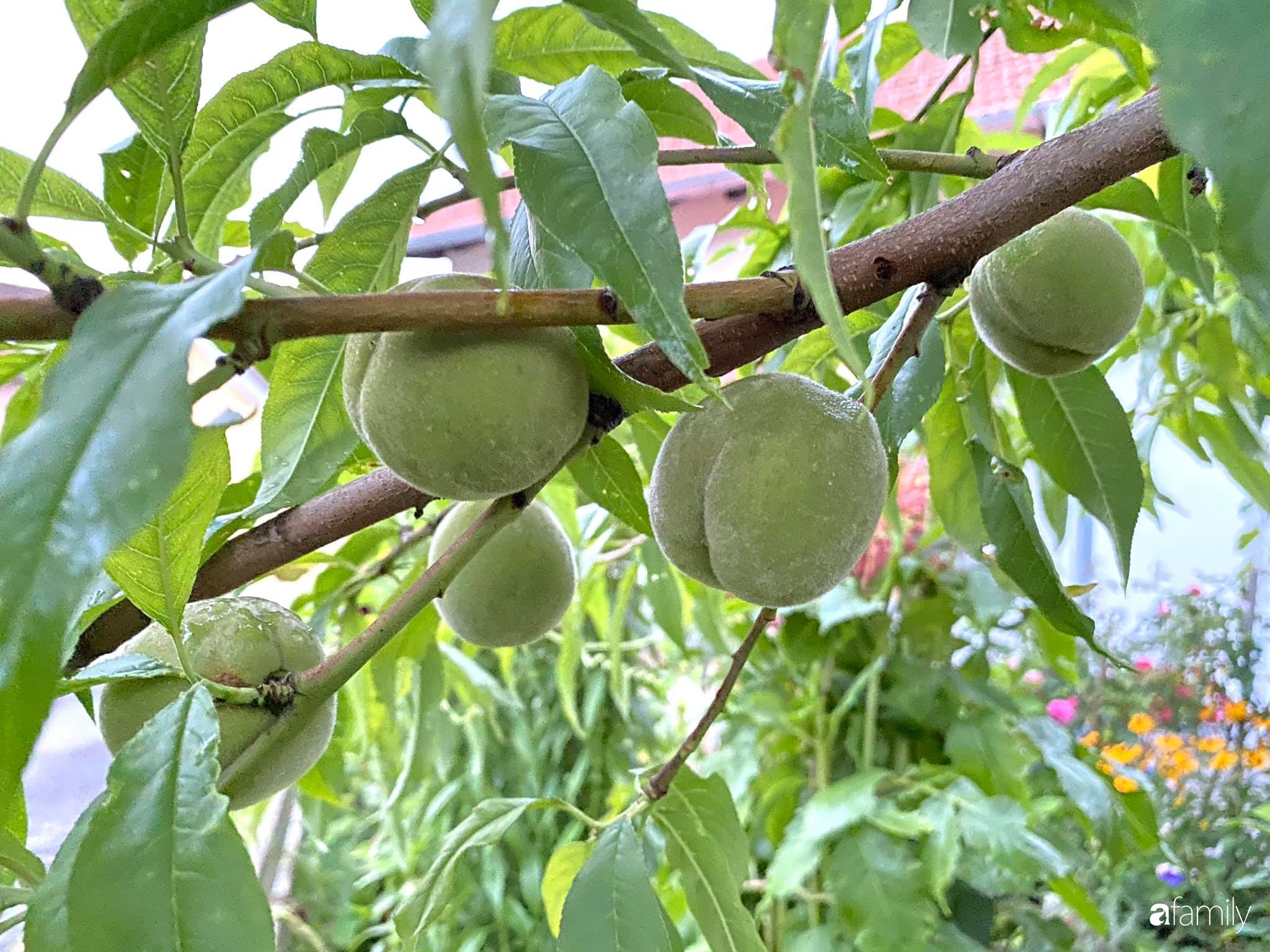 Khu vườn 200m² quanh năm xanh tươi với đủ loại rau quả sạch của mẹ Việt có thâm niên 7 năm làm vườn-28