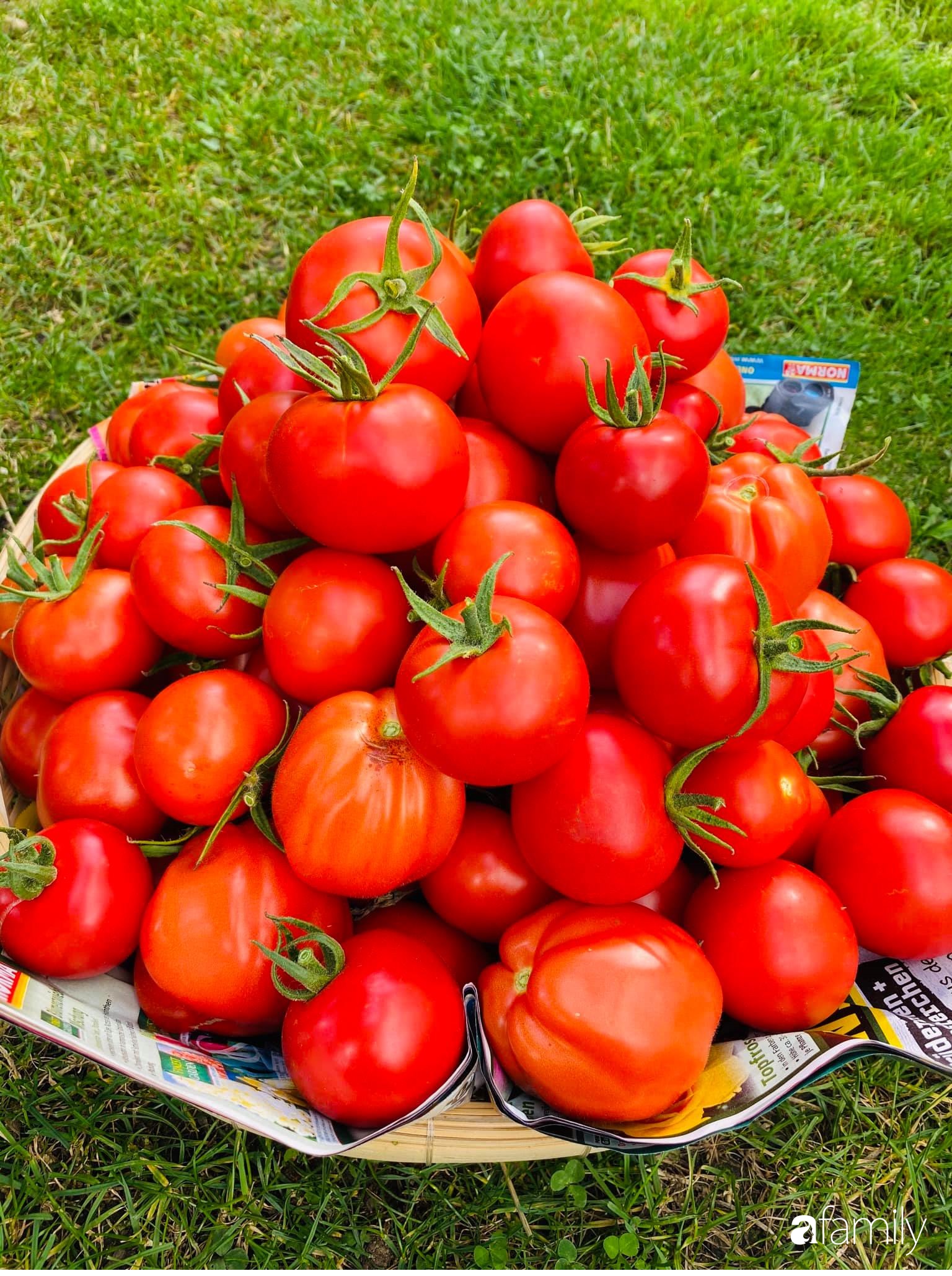 Khu vườn 200m² quanh năm xanh tươi với đủ loại rau quả sạch của mẹ Việt có thâm niên 7 năm làm vườn-24