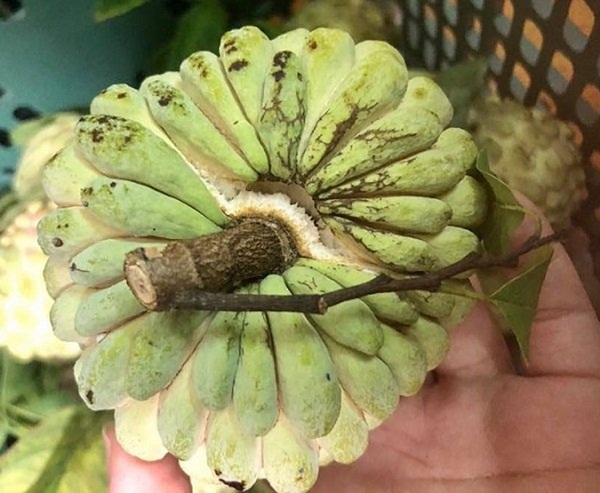 Thứ từng thất sủng bỗng thành hàng hiếm, 4 triệu/kg đặt trước mới có-3