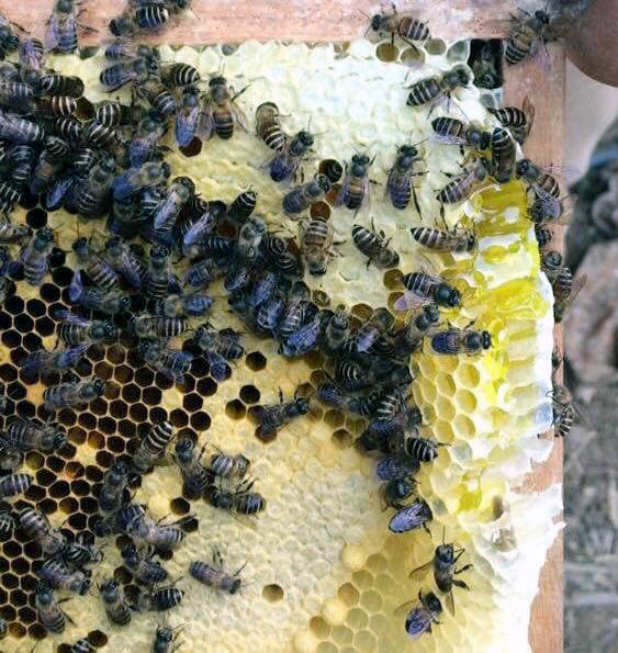 Đặc sản cao nguyên đá Hà Giang, hàng hot giá đắt gấp đôi-1