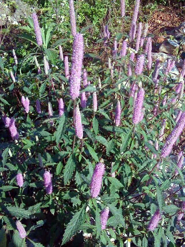 Đặc sản cao nguyên đá Hà Giang, hàng hot giá đắt gấp đôi-3