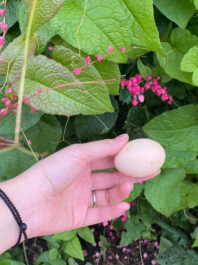 Cơ ngơi của đại gia trong Shark Tank: Người biệt phủ trắng muốt, người thả cá, trồng rau-3