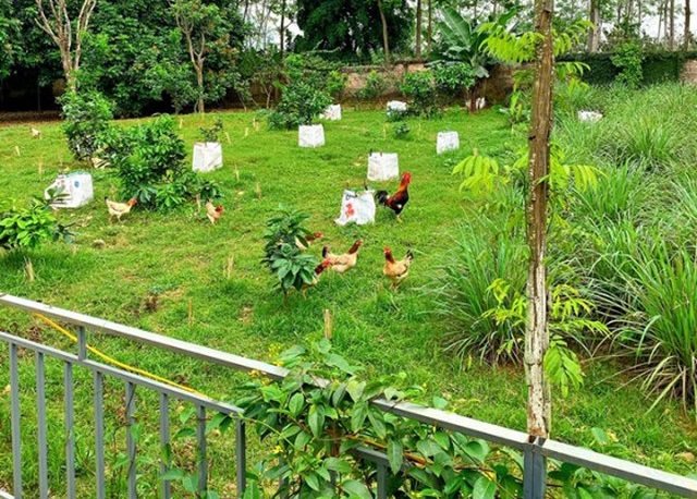Cơ ngơi của đại gia trong Shark Tank: Người biệt phủ trắng muốt, người thả cá, trồng rau-4