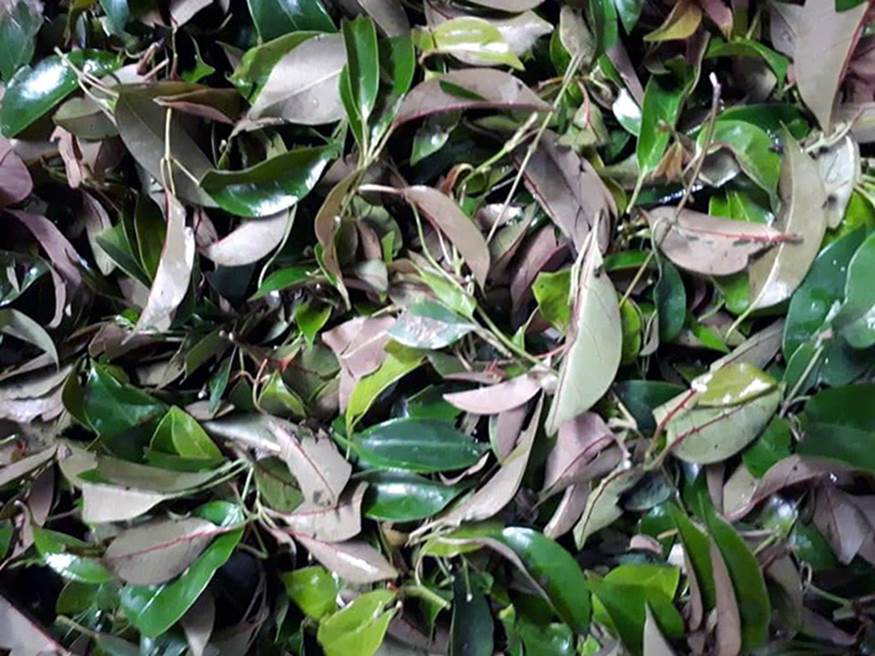 Cá mú, tôm hùm rớt giá: Dân nuôi thê thảm, người mua chịu giá đắt-3