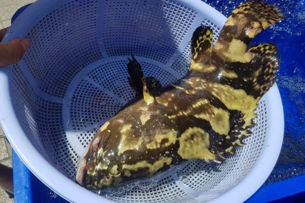 Tôm hùm rớt giá chưa từng có, bào ngư giá rẻ chỉ 15.000 đồng/con-4