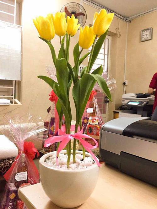 5 loại cây phá phong thủy, tuyệt đối không nên trồng trong nhà-2