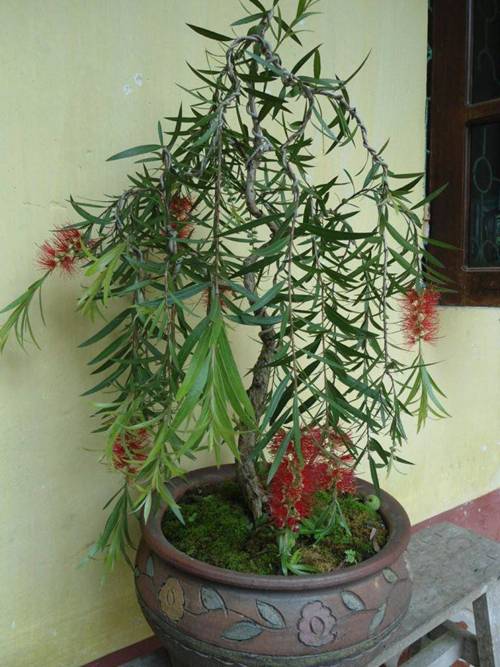 5 loại cây phá phong thủy, tuyệt đối không nên trồng trong nhà-3