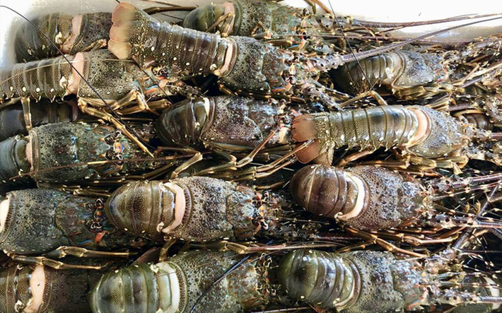 Tôm hùm rớt giá chưa từng có, bào ngư giá rẻ chỉ 15.000 đồng/con-1