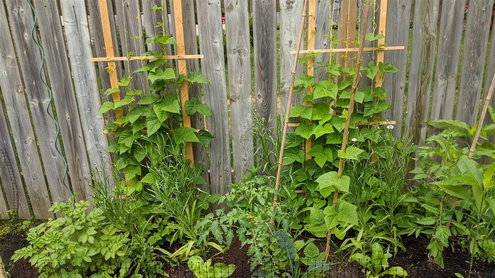 Sau 5 năm nỗ lực trồng rau quả sạch cho hai con trai thưởng thức, mẹ đảm đã thu lại những thành quả bất ngờ-3