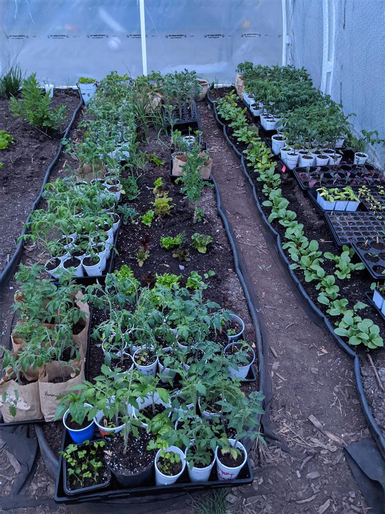 Sau 5 năm nỗ lực trồng rau quả sạch cho hai con trai thưởng thức, mẹ đảm đã thu lại những thành quả bất ngờ-4