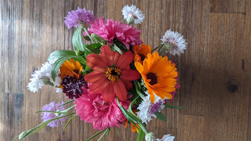 Sau 5 năm nỗ lực trồng rau quả sạch cho hai con trai thưởng thức, mẹ đảm đã thu lại những thành quả bất ngờ-5