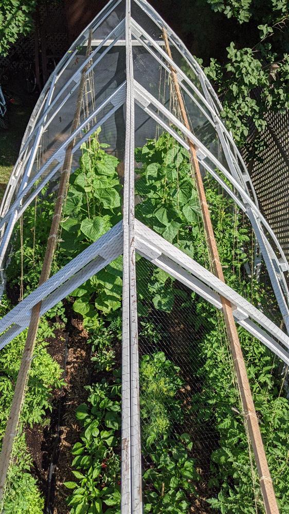 Sau 5 năm nỗ lực trồng rau quả sạch cho hai con trai thưởng thức, mẹ đảm đã thu lại những thành quả bất ngờ-6