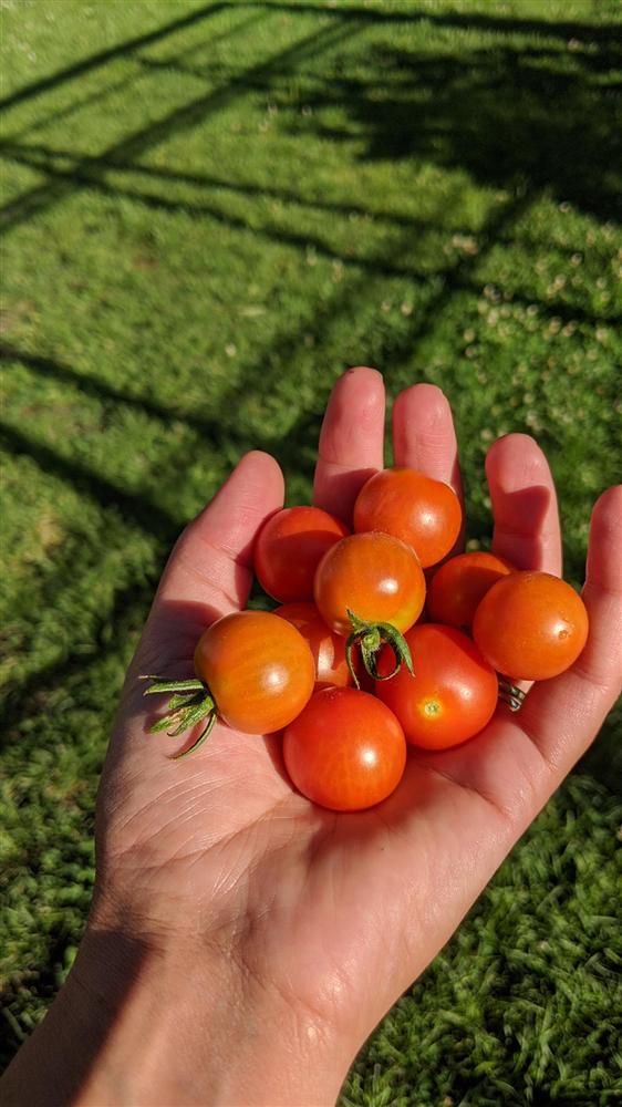 Sau 5 năm nỗ lực trồng rau quả sạch cho hai con trai thưởng thức, mẹ đảm đã thu lại những thành quả bất ngờ-7