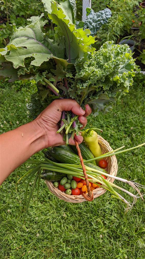 Sau 5 năm nỗ lực trồng rau quả sạch cho hai con trai thưởng thức, mẹ đảm đã thu lại những thành quả bất ngờ-9