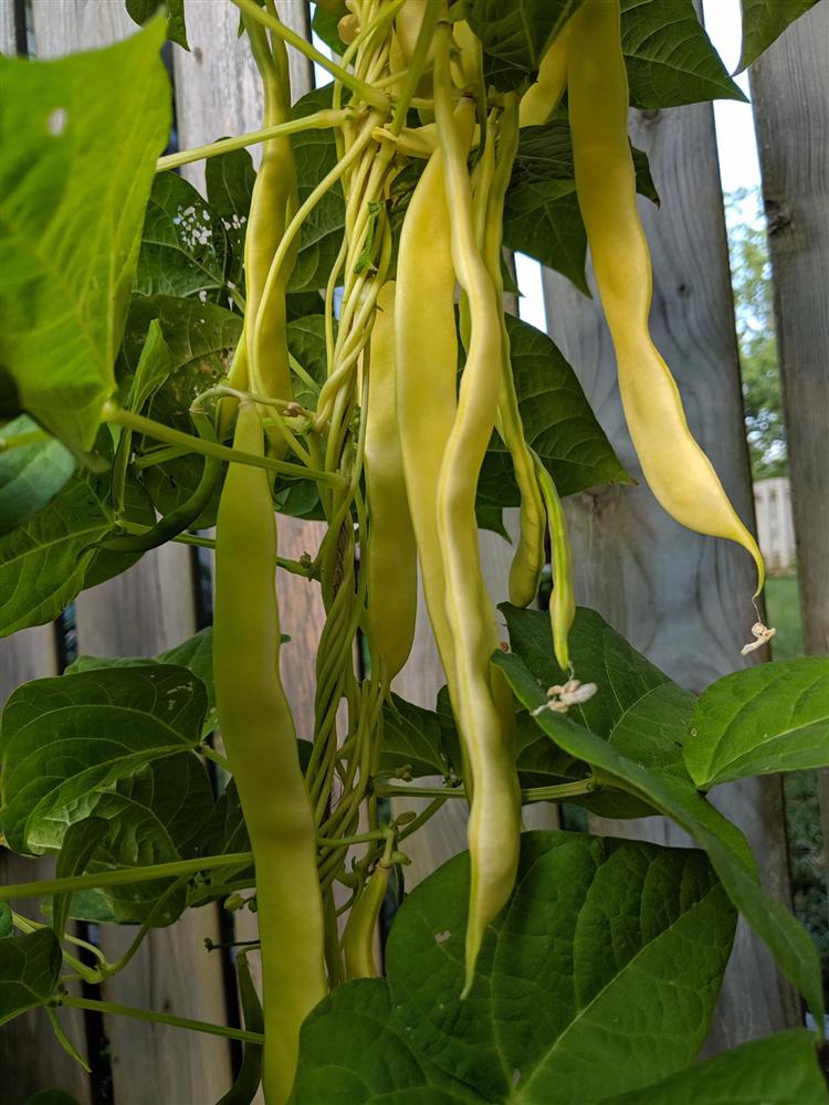 Sau 5 năm nỗ lực trồng rau quả sạch cho hai con trai thưởng thức, mẹ đảm đã thu lại những thành quả bất ngờ-11