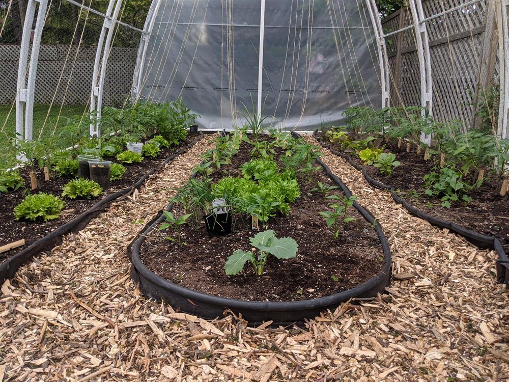 Sau 5 năm nỗ lực trồng rau quả sạch cho hai con trai thưởng thức, mẹ đảm đã thu lại những thành quả bất ngờ-13