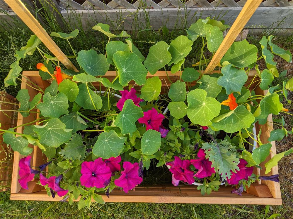 Sau 5 năm nỗ lực trồng rau quả sạch cho hai con trai thưởng thức, mẹ đảm đã thu lại những thành quả bất ngờ-18