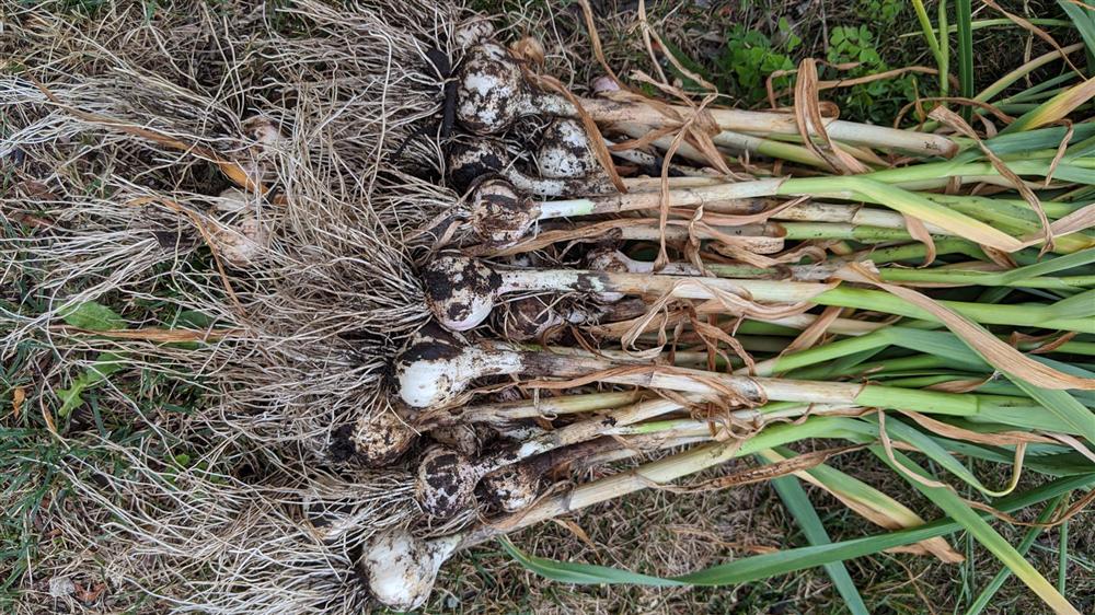 Sau 5 năm nỗ lực trồng rau quả sạch cho hai con trai thưởng thức, mẹ đảm đã thu lại những thành quả bất ngờ-19