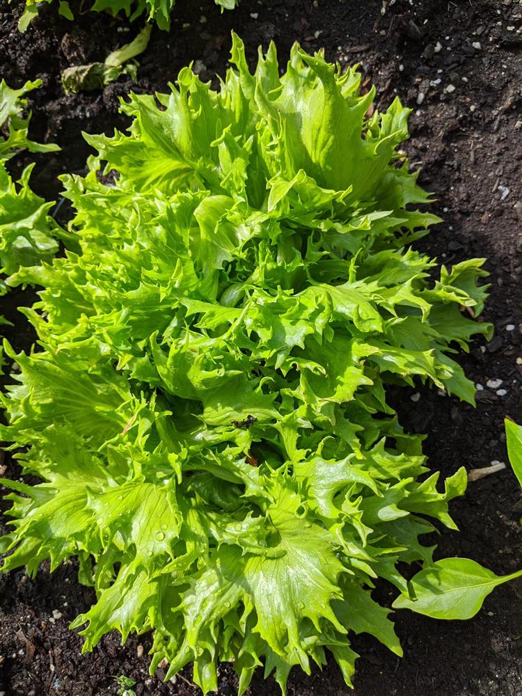 Sau 5 năm nỗ lực trồng rau quả sạch cho hai con trai thưởng thức, mẹ đảm đã thu lại những thành quả bất ngờ-21