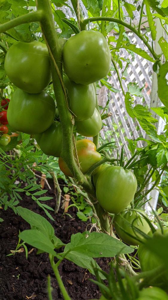 Sau 5 năm nỗ lực trồng rau quả sạch cho hai con trai thưởng thức, mẹ đảm đã thu lại những thành quả bất ngờ-23