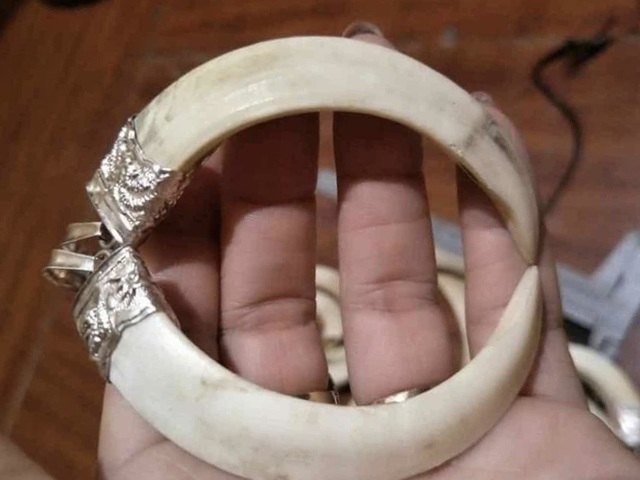 Nuôi lợn rừng lấy nanh: Phục vụ thú chơi mới kỳ công của đại gia Việt-1