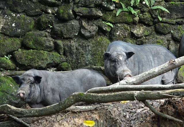 Nuôi lợn rừng lấy nanh: Phục vụ thú chơi mới kỳ công của đại gia Việt-2
