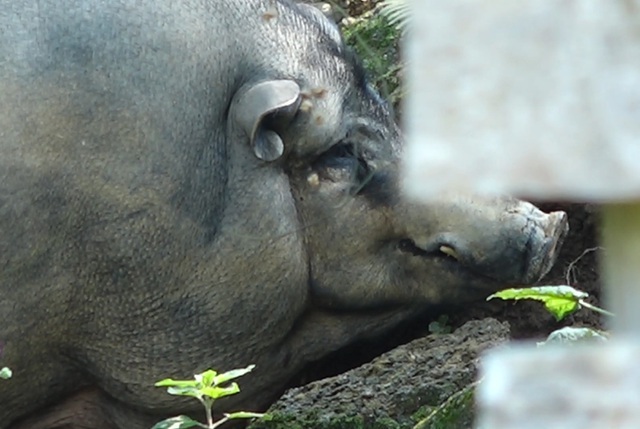 Nuôi lợn rừng lấy nanh: Phục vụ thú chơi mới kỳ công của đại gia Việt-3