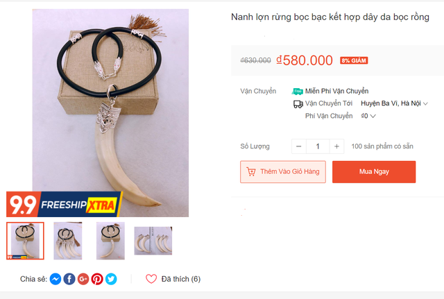 Nuôi lợn rừng lấy nanh: Phục vụ thú chơi mới kỳ công của đại gia Việt-4