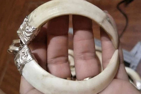 Vỗ lợn rừng bằng chè khổng lồ, lãi hàng trăm triệu đồng mỗi năm-5