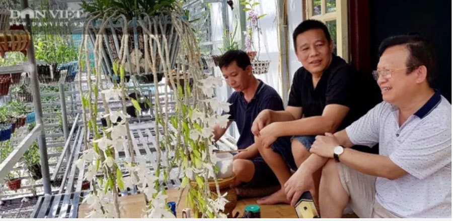 Thái Bình: Ông chủ vườn lan đột biến treo đầy quanh nhà, nhiều chậu tiền tỷ nhìn phát thèm-1