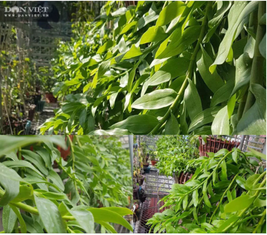 Thái Bình: Ông chủ vườn lan đột biến treo đầy quanh nhà, nhiều chậu tiền tỷ nhìn phát thèm-10