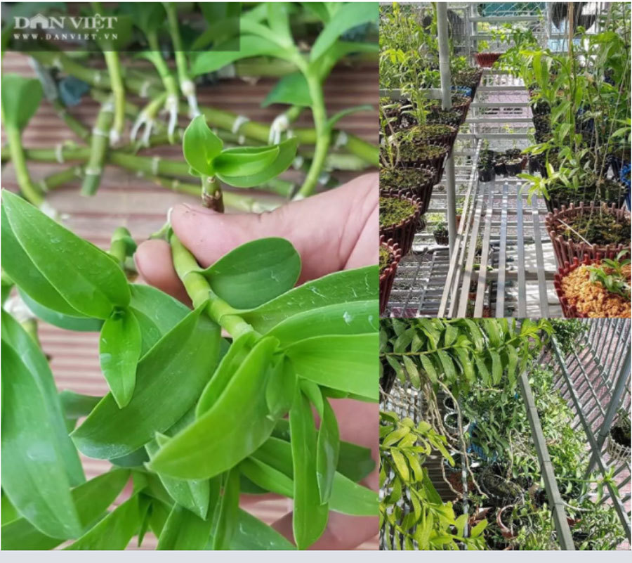 Thái Bình: Ông chủ vườn lan đột biến treo đầy quanh nhà, nhiều chậu tiền tỷ nhìn phát thèm-11